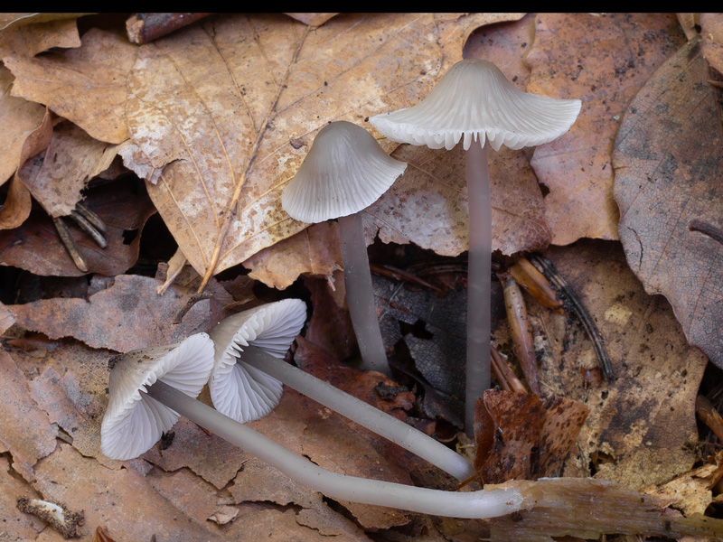 Mycena fagetorum